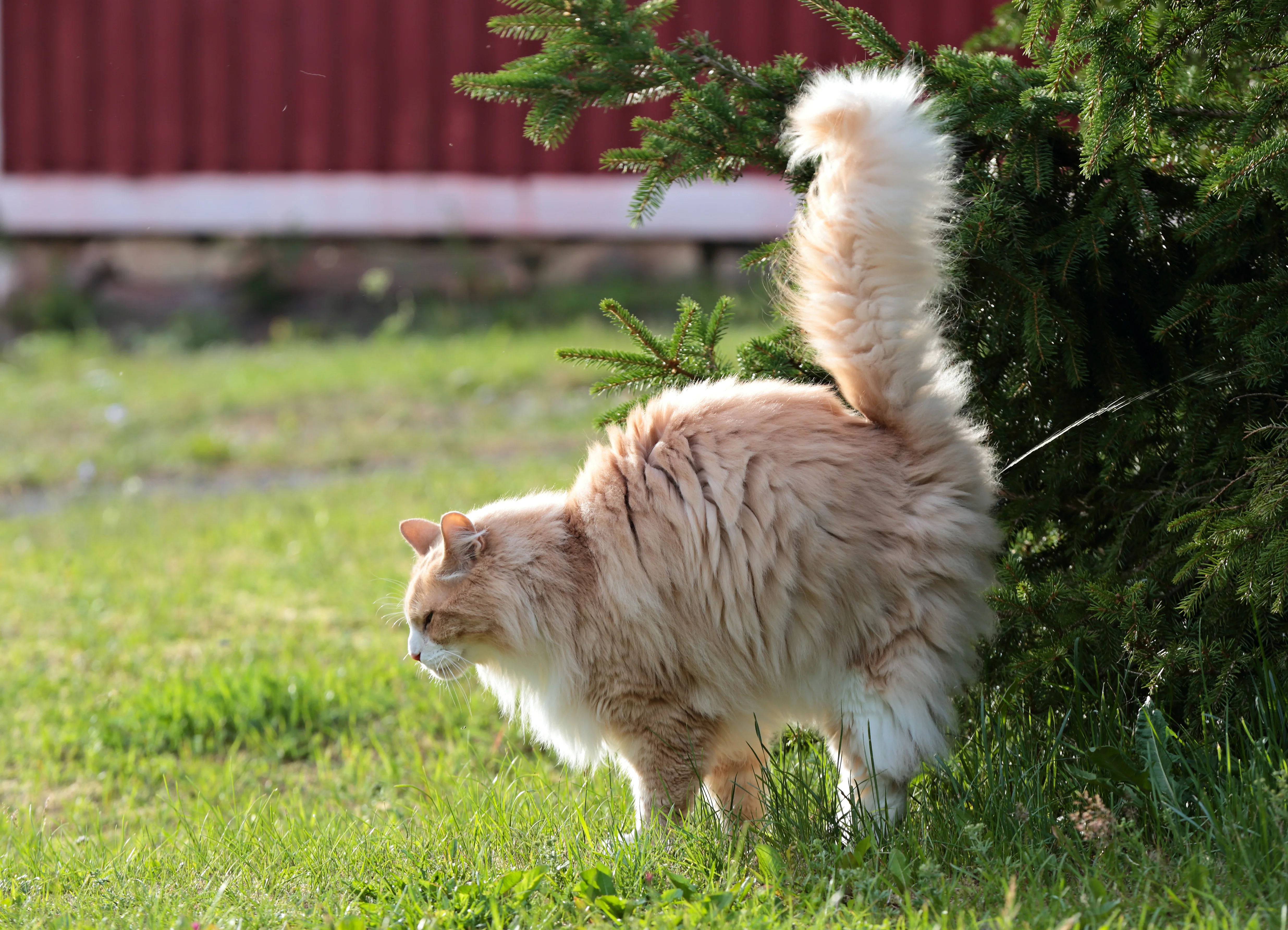 Chat qui urine partout comment y remédier